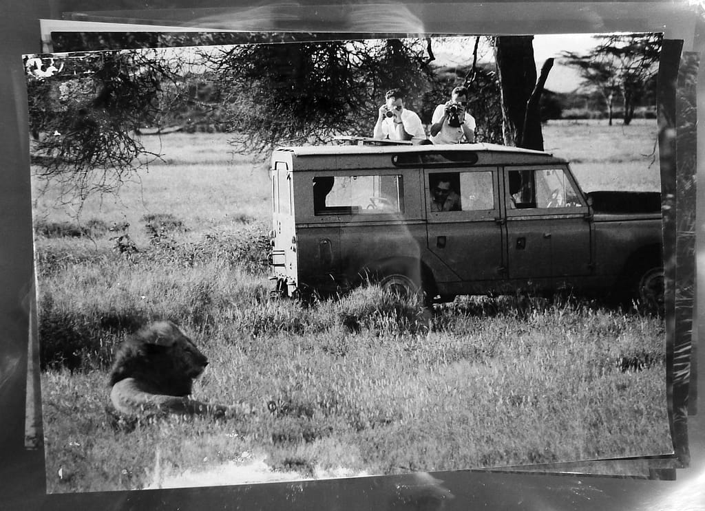 Black and white photo of photographers taking a photo of some lions