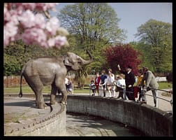 The Zoological Gardens, Dublin by D. Noble