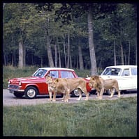 The Lions of Longleat, Wiltshire by John Hinde