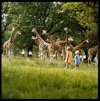 The East African Picnic Game Park, Longleat, Wiltshire by Elmar Ludwig