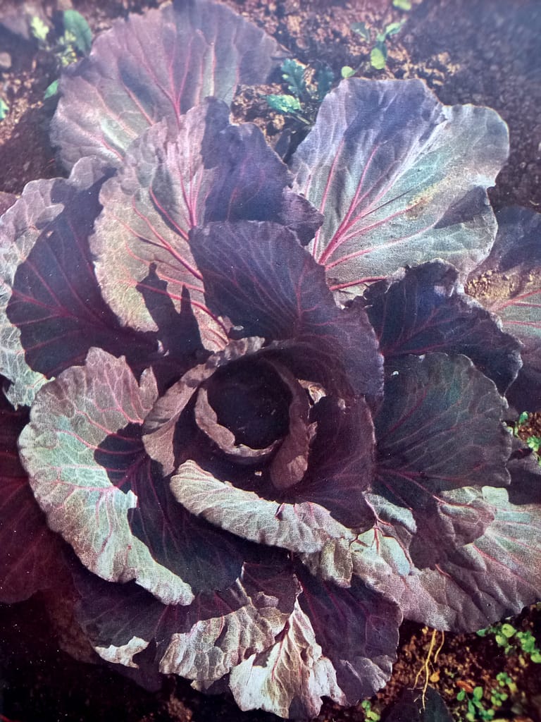 Of Cabbages and Kings, 1944 Of Cabbages and Kings, 1944