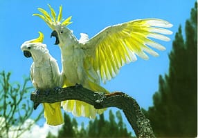 1006