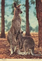 aus80
