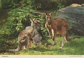 aus81